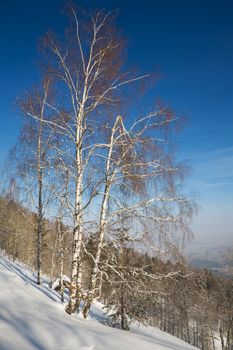 Birch tree, Altay mountain, Belokurikha resort, February, 2008 