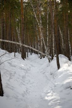 Winter forest. February 2008, Belokurikha resort, Altay, Russia.