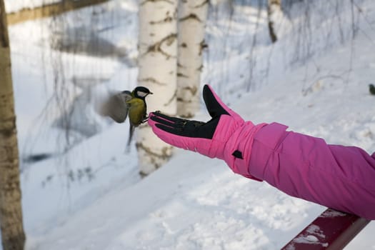 Titmouse landing to women hand