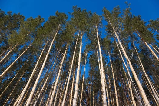 Pine mast. Forest near Belokurikha resort, Februart 2008