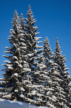 Fir trees. Clear frosty day after snowstorm. February 2008, Belokurikha resort