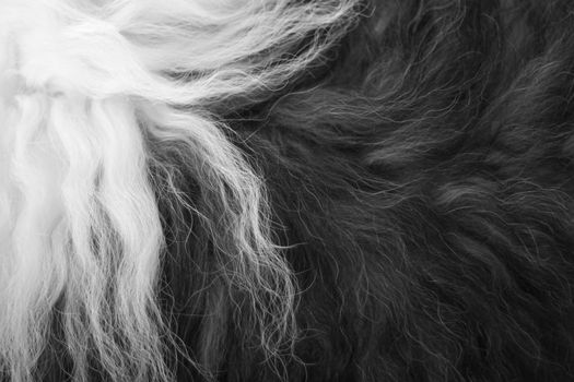 close-up of old english sheepdog's fur