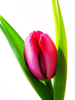 red tulip in white background