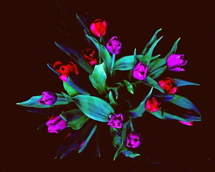 tulips in black background