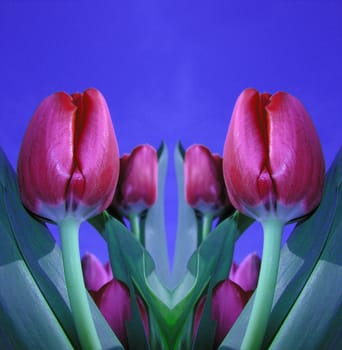 red tulips in blue background