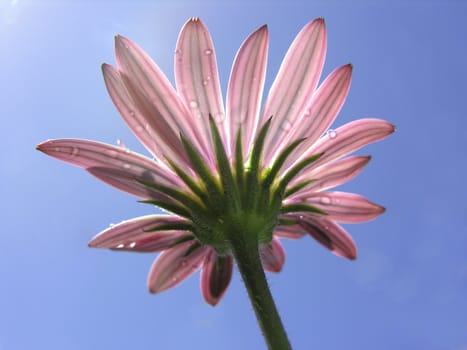 beautiful daisy in the sun