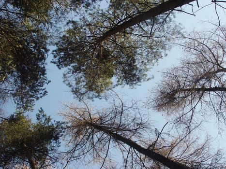 trees under blue sky