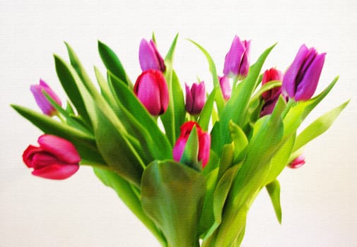 tulips in white background