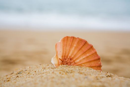 Beautiful orange cockleshell on sand 

