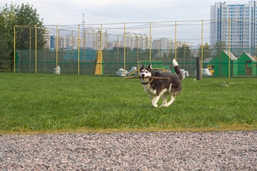 Running husky with brunch in the city
