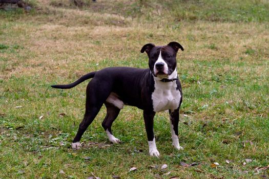 black and white terrier on the field
