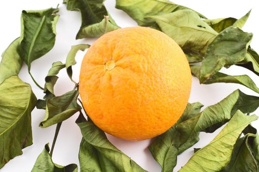 Orange laying on a bed of leaves