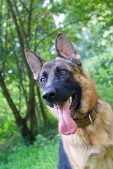 German shepherd in the forest
