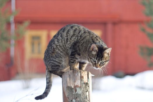 Grey tabby cat on a fence in winter in the country
