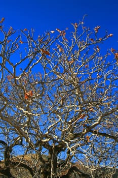 Oak tree branches in a forest over blue sky.
