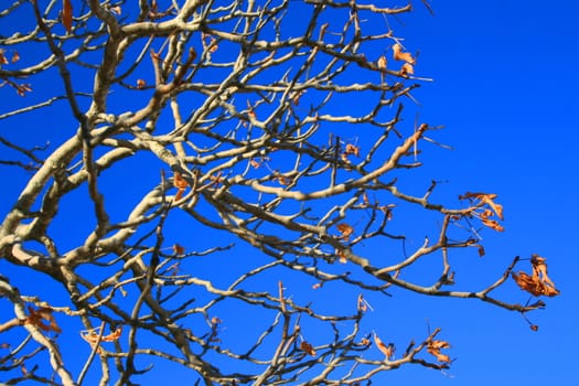 Oak tree branches in a forest over blue sky.
