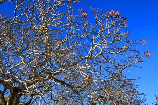 Oak tree branches in a forest over blue sky.
