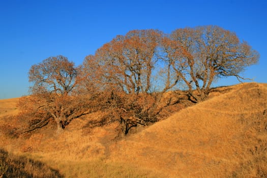 Oak trees in a forest over blue sky.
