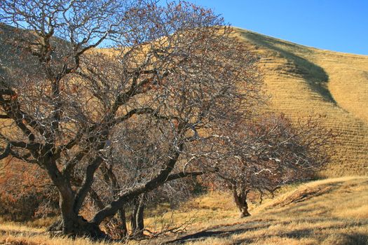 Oak trees in a forest over blue sky.
