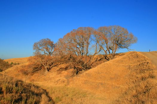 Oak trees in a forest over blue sky.
