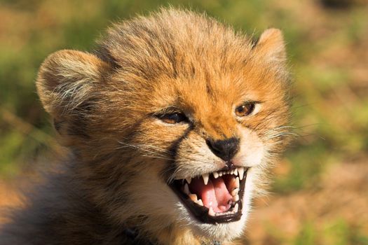 Angry cheetah cub growling