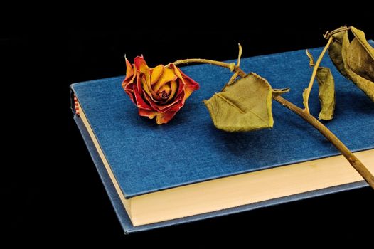 Dried-out rose on blue book and bookstand isolated on black with copy space and selective focus