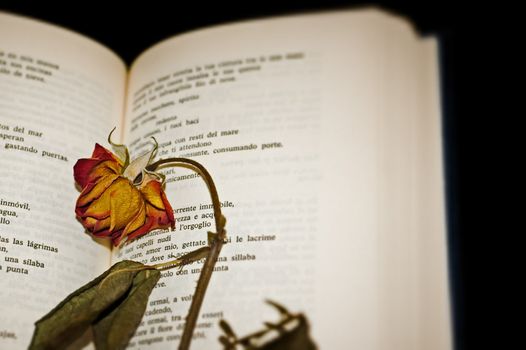 Close-up of a dried rose on open book pages on black background with slight vignette blur