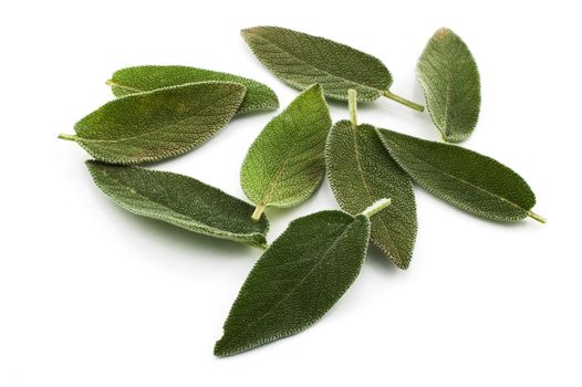 Sage leaves on white background