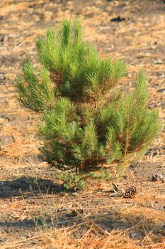 Small pine tree in a forest.
