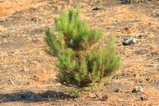 Small pine tree in a forest.
