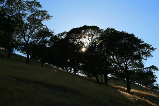 Sun shining through trees in a forest.
