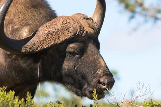 Close up of a Buffalo bull feeding