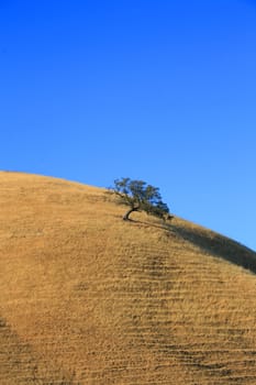 Tree on a hilltop over blue sky.
