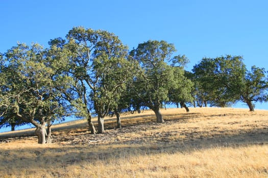 Hilltop with a group of trees over blue sky.
