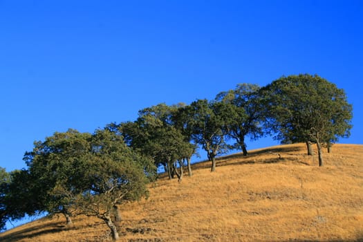 Hilltop with a group of trees over blue sky.
