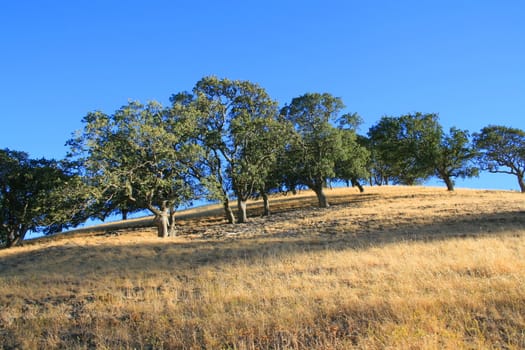 Hilltop with a group of trees over blue sky.
