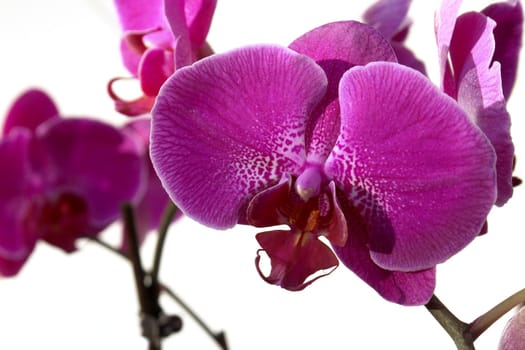 orchid