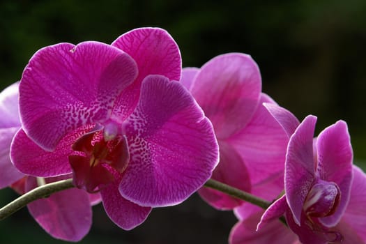 orchid