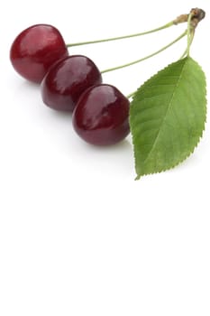 red cherries on the white background