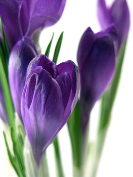 crocus on the white background 