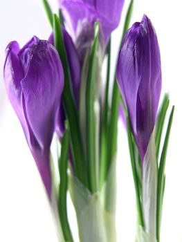 crocus on the white background 