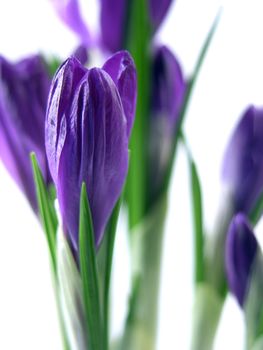crocus on the white background 