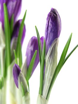 crocus on the white background 