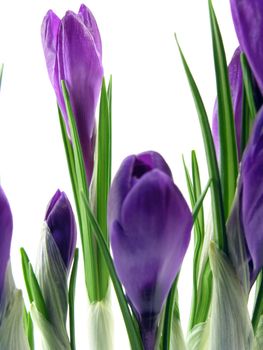 crocus on the white background 