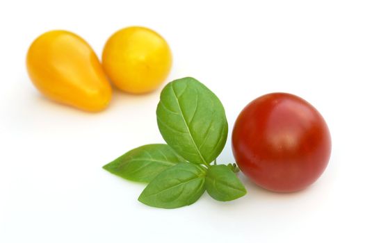the basil and tomatoes on the white background 