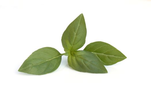 basil