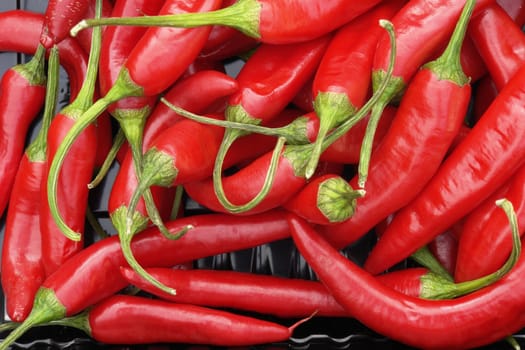 hot pepper on the white background 