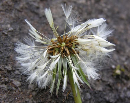 close up of a broken dandelion