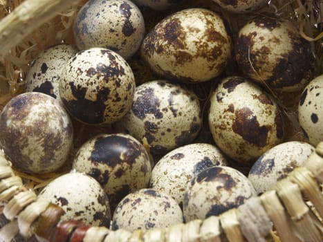 The image of a basket with eggs of a female quail