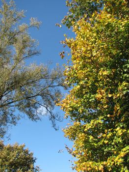 Nature Background with Trees